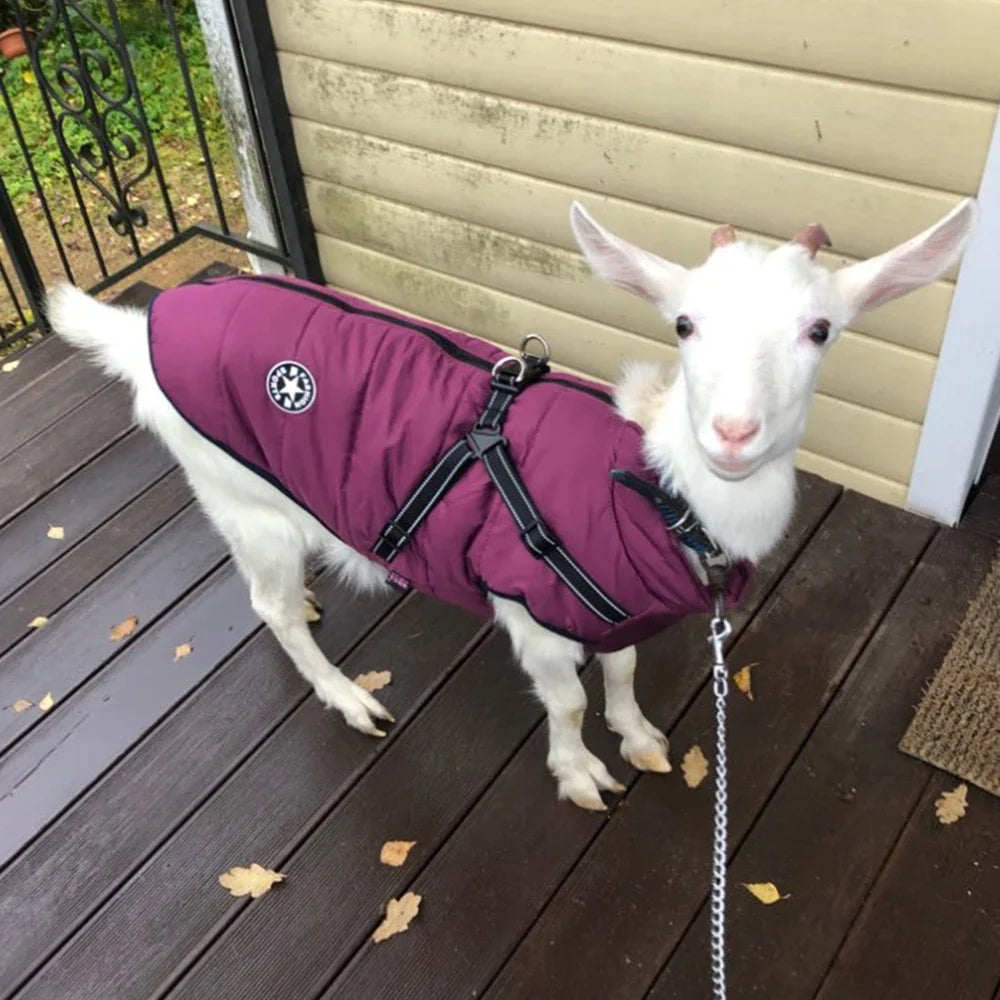 Premium Waterproof Dog Jacket with Harness - Winter Coat for Large Breeds, Including Labrador, Chihuahua, and French Bulldog